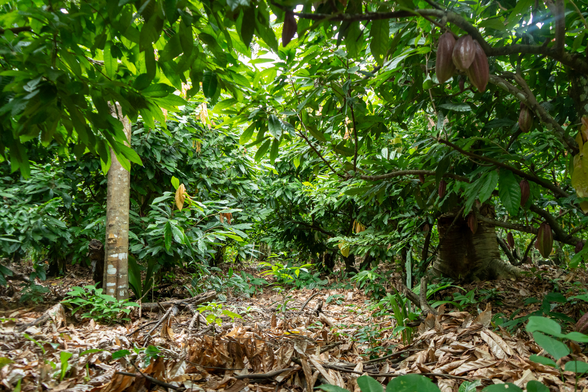 Steiner & Kovarik: 80 % čokolády z amazonské Bolívie. Vlastní plantáž jako unikát v Evropě