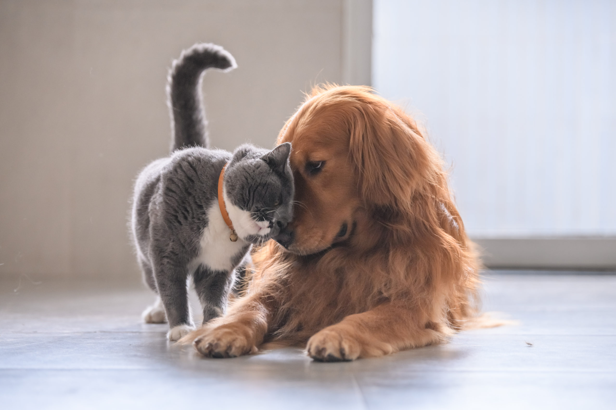 Dog & Cat TV míří do Česka. Nový kanál pro všechny, kteří mají doma čtyřnohého parťáka