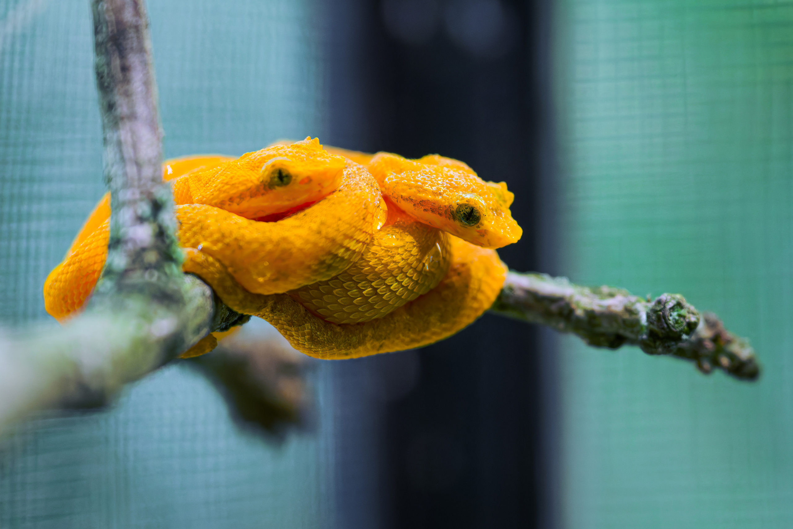 V Zoo Praha jsou k vidění různobarevná mláďata jedovatých křovinářů